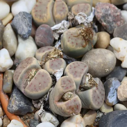 Lithops dinteri Dintergreen - predaj semien - 10 ks