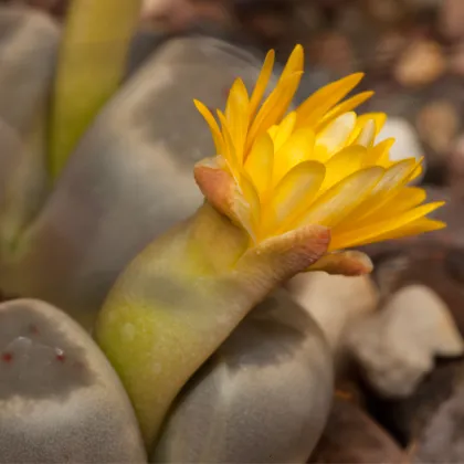 Lithops dinteri Dintergreen - predaj semien - 10 ks