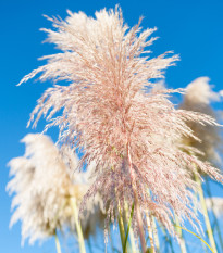 Pampová tráva ružová - Pampas - Cortaderia selleona - semiačka - 10 ks