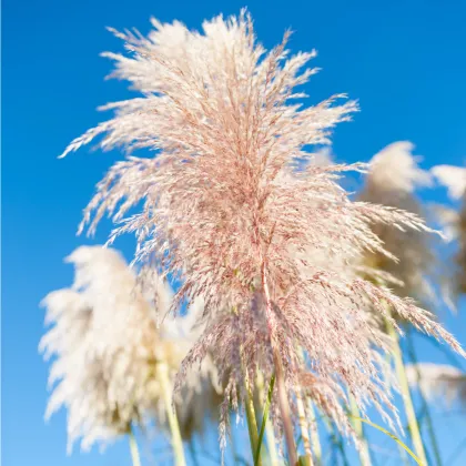 Pampová tráva ružová - Pampas - Cortaderia selleona - semiačka - 10 ks