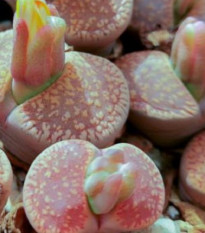 Lithops aucampiae Rudesheim Shiraz - predaj semien - 10 ks