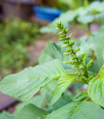 Láskavec Green Giant - Amaranth tricolor - predaj semien - 400 ks