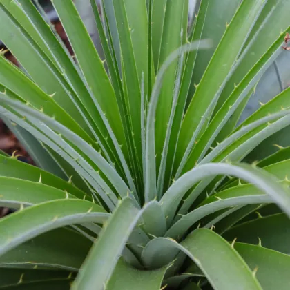 Puja - Puya mirabilis - semiačka - 5 ks