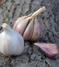 Sadbový cesnak Rusinka - Allium sativum - paličák - predaj cibulí cesnaku - 1 balenie