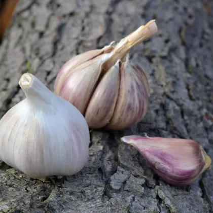 Sadbový cesnak Rusinka - Allium sativum - paličák - predaj cibulí cesnaku - 1 balenie