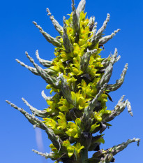 Puja Chilensis - Puya - semiačka - 5 ks