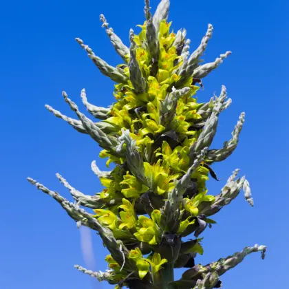 Puja Chilensis - Puya - semiačka - 5 ks