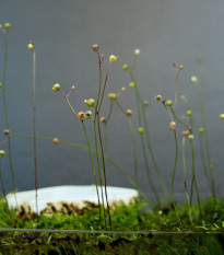 Bublinatka šidlovitá - Utricularia subulata - predaj semien - 15 ks