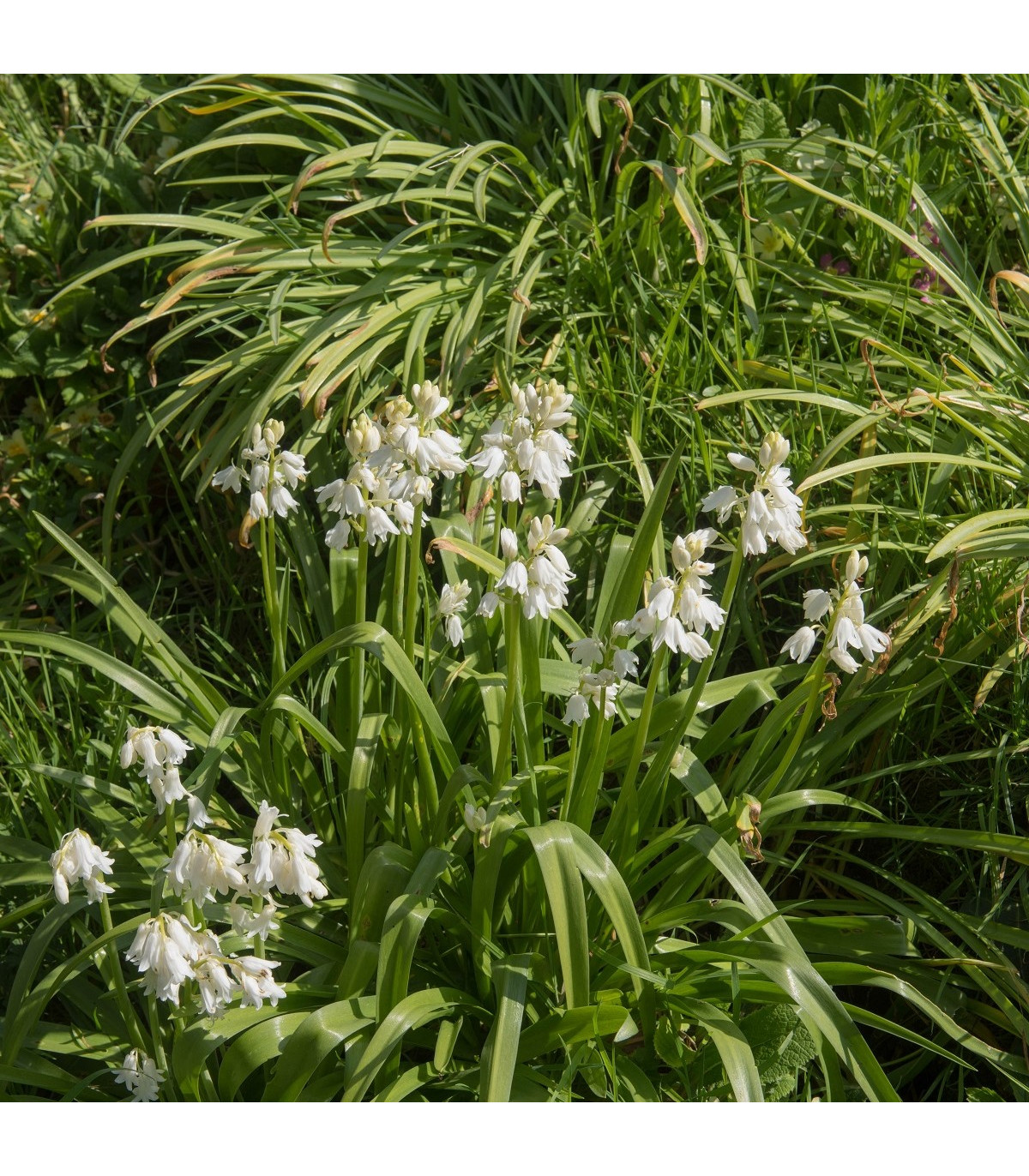 Hyacintovec španielsky biely - Hyacinthoides hispanica - predaj cibuľovín - 5 ks