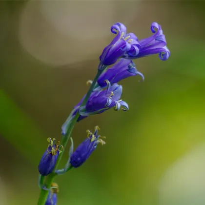 Hyacintovec britský - Hyacinthoides non scripta - predaj cibuľovín - 5 ks