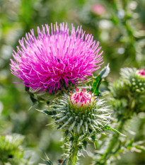 BIO Pestrec mariánsky - Silybum marianum - predaj bio semien - 35 ks