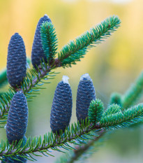 Jedľa balzamová - Abies balsamea - predaj semien - 7 ks