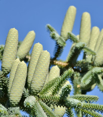 Jedľa španielska - Abies pinsapo - predaj semien - 7 ks