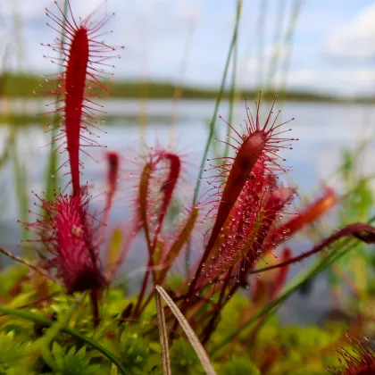 Rosička kapská Dark maroon - Drosera capensis - predaj semien - 10 ks