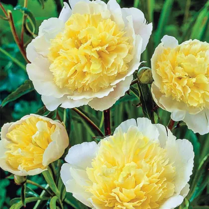 Pivónia Prima Vera - Paeonia lactiflora - predaj hľúz - 1 ks