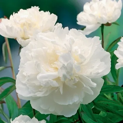 Pivónia Gardenia - Paeonia lactiflora - hľuzy pivónie - 1 ks