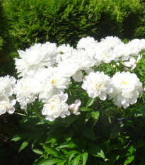 Pivónia Gardenia - Paeonia lactiflora - hľuzy pivónie - 1 ks