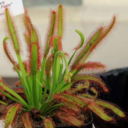 Rosička kapská Compact Rosette - Drosera capensis - osivo rosičky - 15 ks