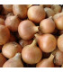 Cibuľa jarná kuchynská - Všetana - Allium cepa - semiačka - 200 ks