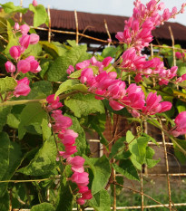 Antigonon mexický - Antigonon Leptopus - semiačka - 4 ks