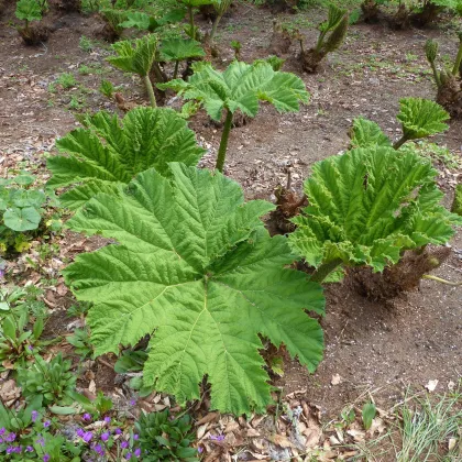 Barota rukávovitá - potrava dinosaurov - Gunnera manicata - semiačka - 6 ks