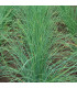 Pažítka Bohemia hrubostenná - Allium schoenoprasum - semiačka - 400 ks