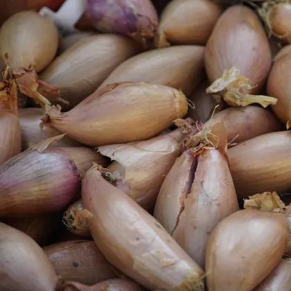 Cibuľa sadzačka Rosanna - Allium cepa - predaj cibule - 100 ks