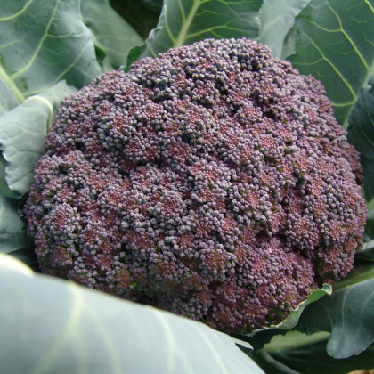 Brokolica Miranda - Brassica oleracea - semiačka - 30 ks