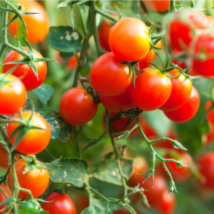 Divoká paradajka Rote Murmel - Solanum pimpinellifolium - predaj semien - 10 ks