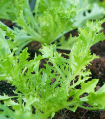 Mizuna Waido - Brassica campestris japonica - semiačka - 30 ks