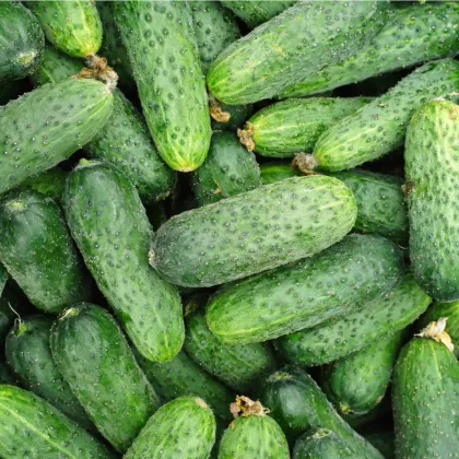 BIO Uhorka Liefje - Cucumis sativus - predaj bio semien - 10 ks