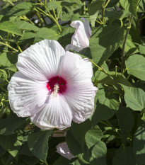 Ibištek bahenný Mallo Rose - Hibiscus moscheutos - semiačka - 5 ks