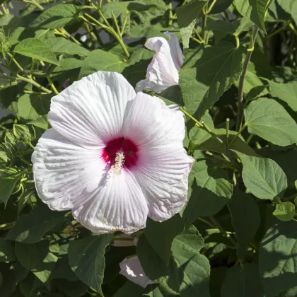 Ibištek bahenný Mallo Rose - Hibiscus moscheutos - semiačka - 5 ks