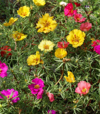 Portulaka zmes farieb - Portulaca grandiflora - predaj semien - 300 ks