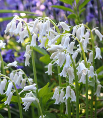 Hyacintovec španielsky biely - Hyacinthoides hispanica - predaj cibuľovín - 5 ks