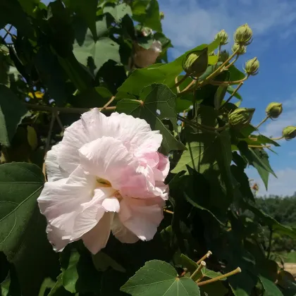 Ibištek okrasný - Hibiscus mutabilis - predaj semien - 5 ks