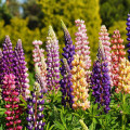 Lupina mnoholistá zmes - Lupinus polyphyllus - predaj semien - 40 ks