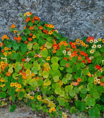 Kapucínka popínavá Doppelte Glanz zmes - Tropaeolum majus - predaj semien - 15 ks