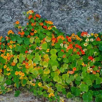 Kapucínka popínavá Doppelte Glanz zmes - Tropaeolum majus - predaj semien - 15 ks