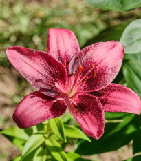 Ľalia Purple Dream – Lilium – cibuľoviny