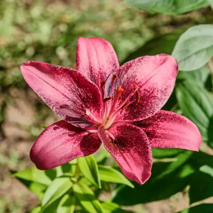 Ľalia Purple Dream – Lilium – cibuľoviny