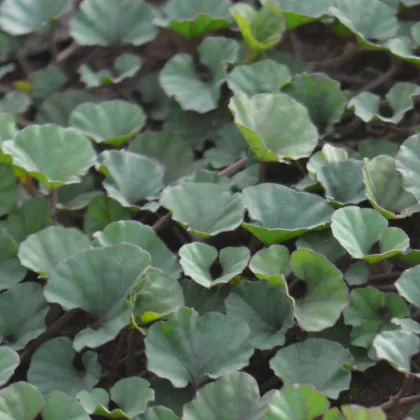 Strieborný dážď Emerald Falls - Dichondra argentea - predaj semien - 6 ks