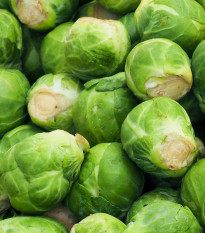 Kel ružičkový Danet F1 - Brassica oleracea - predaj semien - 40 ks