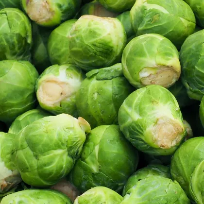 Kel ružičkový Danet F1 - Brassica oleracea - predaj semien - 40 ks