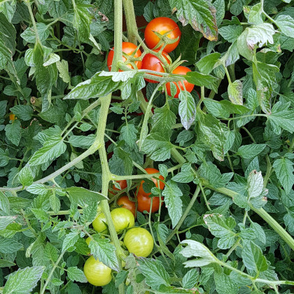 Paradajka koktailová Primabella - Solanum lycopersicum - predaj semien - 6 ks