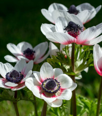 Sasanka Bicolor - Anemone - predaj cibuľovín - 3 ks