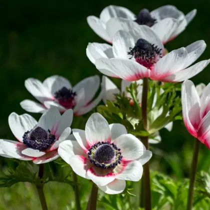 Sasanka Bicolor - Anemone - predaj cibuľovín - 3 ks