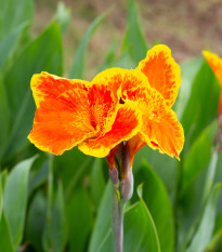 Kana Queen Charlotte - Canna - predaj cibuľovín - 1 ks