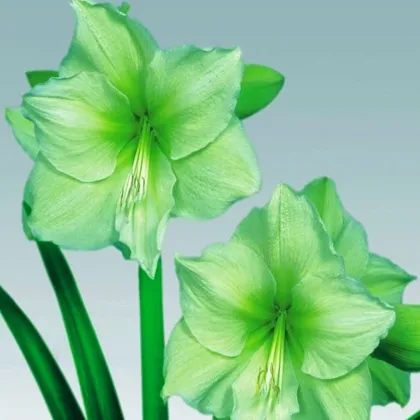 Zornica Limona - Hippeastrum - predaj cibuľovín - 1 ks