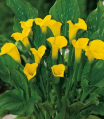 Kala Florex Gold - Zantedeschia - predaj cibuľovín - 1 ks